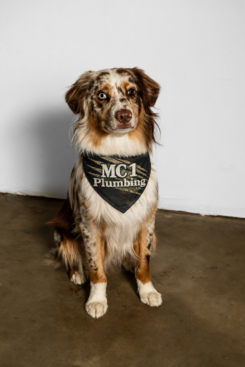Bear — the official MC 1 Plumbing shop dog and quality control officer